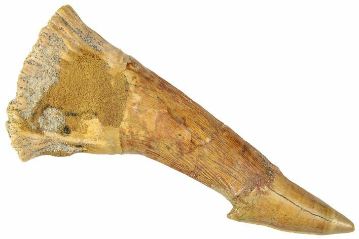 Fossil Sawfish (Onchopristis) Rostral Barb - Morocco #322850